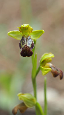 Ophrys pelinaea, Pelinäische Ragwurz