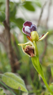  Ophrys apollonae, Apollon-Ragwurz, Rhodos