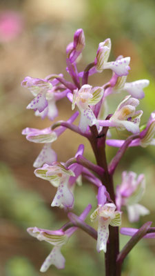Anacamptis morio ssp. caucasia, Kaukasisches Kleines Knabenkraut