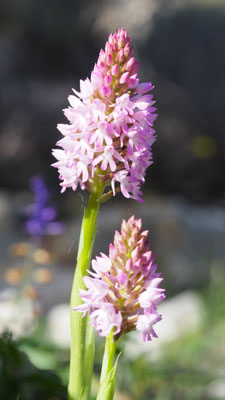 Anacamptis pyramidalis ssp. brachysstachys, Kurzährige Pyramiden-Hundswurz