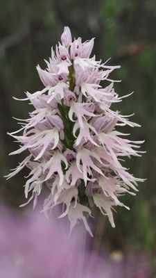 Orchis italica, Italienisches Knabenkraut