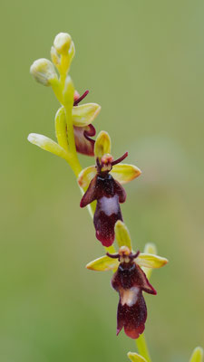 Ophrys insectifera, Fliegen-Ragwurz, Burgenland