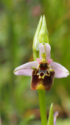 Ophrys samia