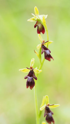 Ophrys insectifera, Fliegen-Ragwurz, Steiermark
