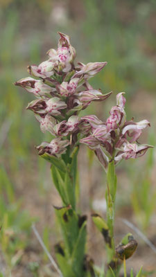 Anacamptis fragrans, Duftendes Knabenkraut