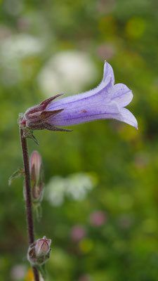 Campanula hagielia, Hagios Glockenblume