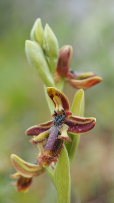 Ophrys regis-ferdinandii, König Ferdinand Ragwurz