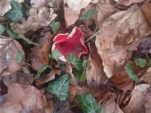 Prachtbecherling - ein äußerst seltener Pilz, wächst auf am Boden liegenden Ästen, Rote Liste.