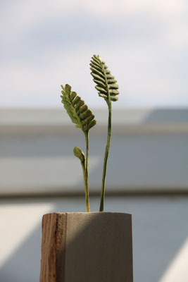 "Mimose"