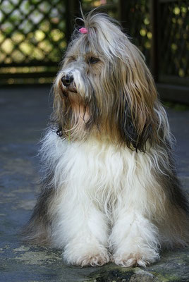 Milka frisch gebadet auf der Terrasse - April 2016