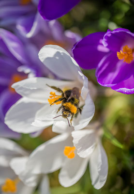 Eine Hummel in einer Blume im Frühling, Foto: Dirk Pagels, Fotograf in Teltow, Kleinmachnow, Stahnsdorf, Potsdam, Berlin, Bundes- Weltweit
