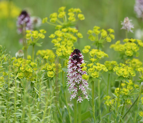 Brand-Knabenkraut (Neotinea ustulata) in Zypressenwolfsmilch (Euphorbia cyparissias)