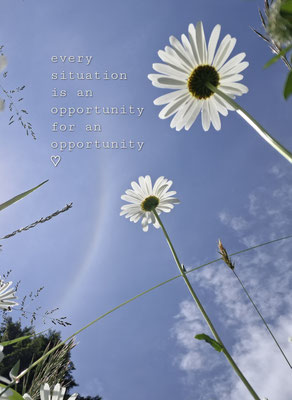 opportunity - Margriten