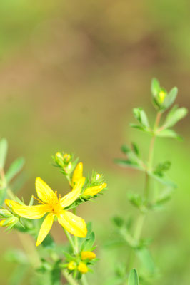 夏至に花が咲くセントジョーンズワート（西洋オトギリソウ）