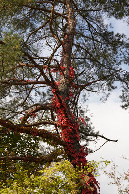Herbst