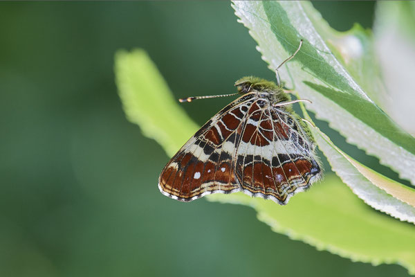 Landkärtchen - Hünxe - (28.06.2022)