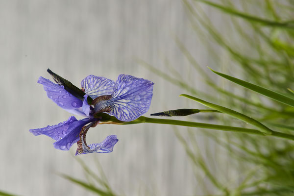 Sibirische Schwerlilie