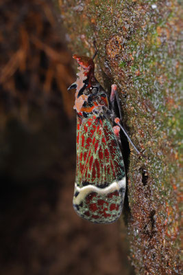 Dragon-headed Bug (Phrictus quinquepartitus)