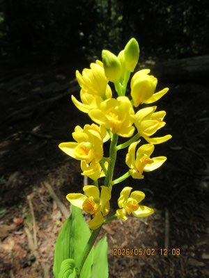 鮮やかな金色の花「キンラン」