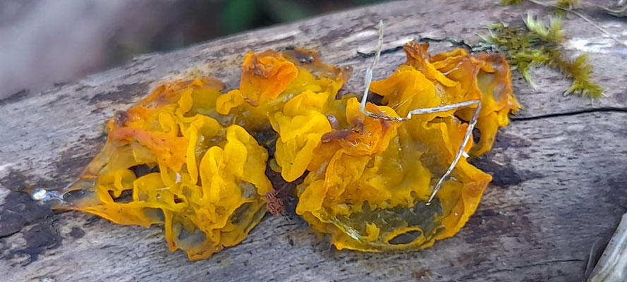 Goldgelber Zitterling (Tremella mesenterica) ©Rudi Regner