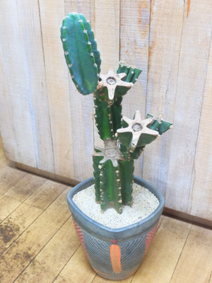 サボテン　h:75cm   ￥16,500-(tax込)【SOLDOUT.】
