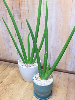 サンセベリア・スタッキー　左 h:100cm  ￥9,900-  右 h:70cm　￥8,800-(tax込)  