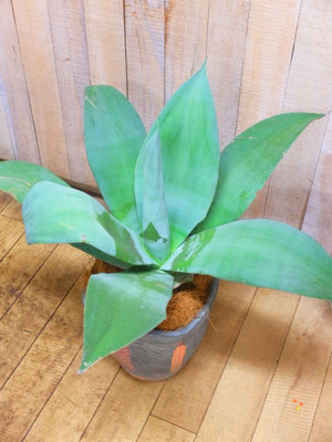 サボテン　h:70cm  w:60×60cm　 ￥16,500-(tax込)