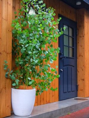 ユーカリ・ポプラス(陶器ベース付）［h:200cm］￥33,000-(tax込)【SOLDOUT.】