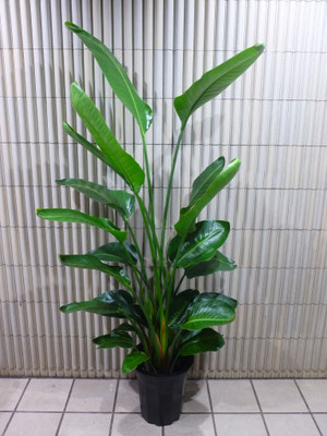 オーガスタ　h:180cm  ￥22,000-(tax込)【SOLDOUT.】