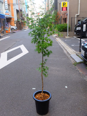 イロハモミジ　h:170cm    ￥15,000-(tax込)