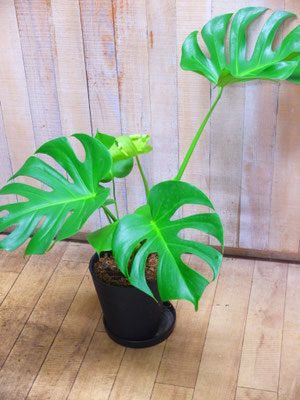 モンステラ　［h:90cm　W:90ｃｍ］￥5,500- (tax込)【SOLDOUT.】