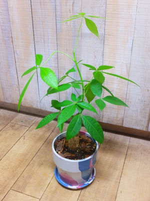 パキラ　h:50cm  ￥3,850-(tax込)【SOLDOUT.】