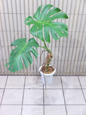 モンステラ・根上がり　［h:100cm］ ￥8,800-(tax込)　【SOLDOUT.】