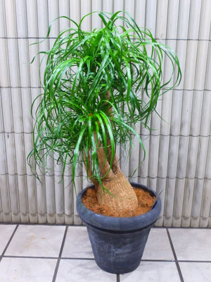 ノリナ　h: 110cm  ￥17,500-(tax込)【SOLDOUT.】