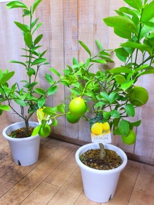 レモンの木　今年最終入荷です！3鉢限定。￥4,400- ⇒ ￥2,950-(tax込)【SOLDOUT.】 