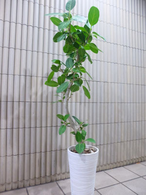 ベンガレンシス　h:140cm  ￥18,500-(tax込)