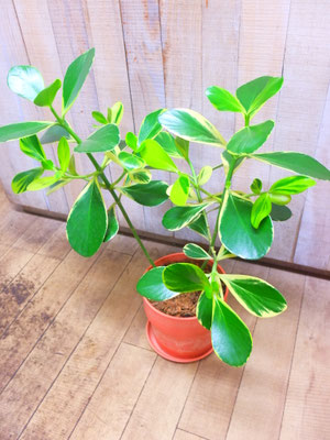 クルシア　h:70cm  ￥5,500-(tax込)