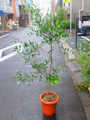 オリーブ　h:180cm  ￥16,500-(tax込)【SOLDOUT.】