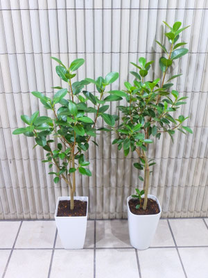 フランスゴム 左 h:110cm   右 h:130cm   ￥8,800-(tax込) 