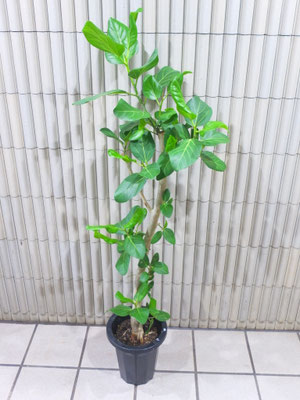 ベンガレンシス　h:145cm  ￥12,100-(tax込)