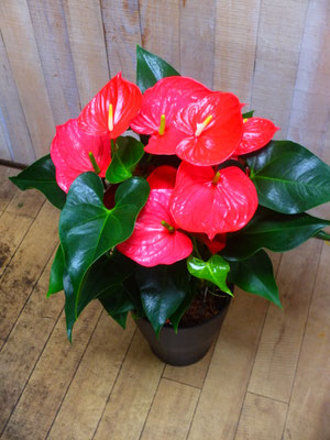 アンスリューム・ミネソタ　h:85cm   ￥13,200-(tax込)【SOLDOUT.】