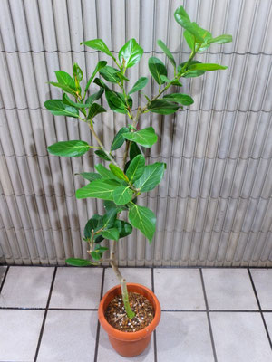 フィカス・ベンガレンシス［h:cm］　￥6,600-(tax込) 【SOLDOUT.】