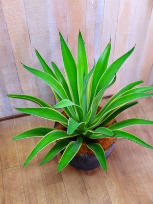 アガーベ(陶器ベース付）￥11,000-(tax込)【SOLDOUT.】