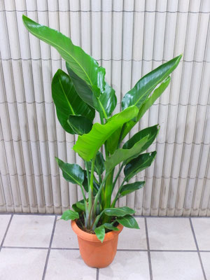 オーガスタ　h:120cm  ￥9,900-(tax込)