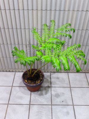 リュービンダイ　［h:90cm］￥16,500-(tax込) 【SOLDOUT.】