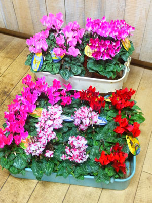 今シーズンの初入荷になります！土の温かいうちに植え込むと春先まで楽しめます！￥660-⇒￥550-(tax込)