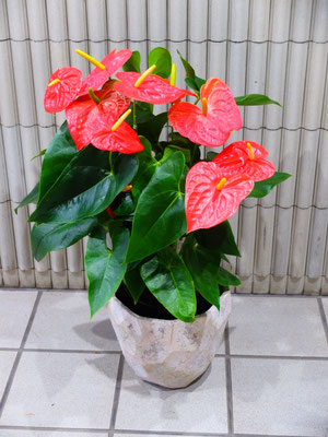 アンスリューム(陶器ベース付）￥16,500-(tax込)【SOLDOUT.】