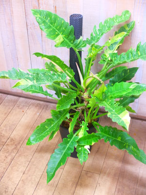 フィロデンドロン・リングオブファイヤー(斑入)　h:90cm　￥9,900-(tax込)