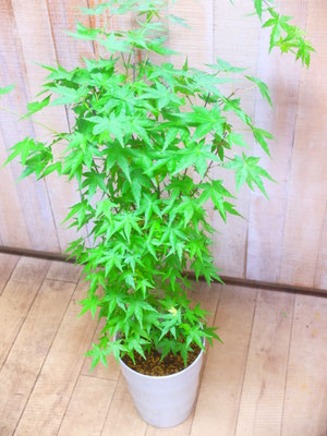 山もみじ　h:110cm   ￥7,700- ⇒ ￥6,500-(tax込)