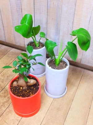 左 : ガジュマル  h:35cm  ￥5,500-(tax込)　モンステラ  h:40cm￥4,500-(tax込)